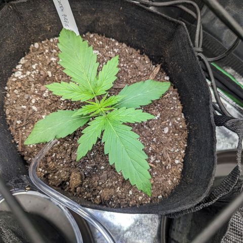GDP4 growlog timeline photo