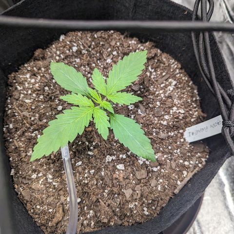 GDP1 growlog timeline photo