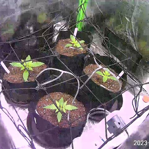 GDP1 growlog timeline photo