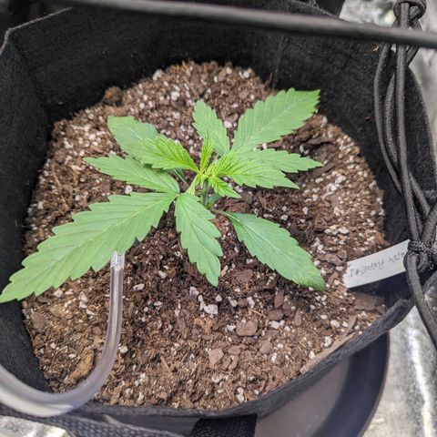 GDP1 growlog timeline photo