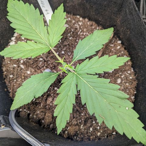 GDP4 growlog timeline photo