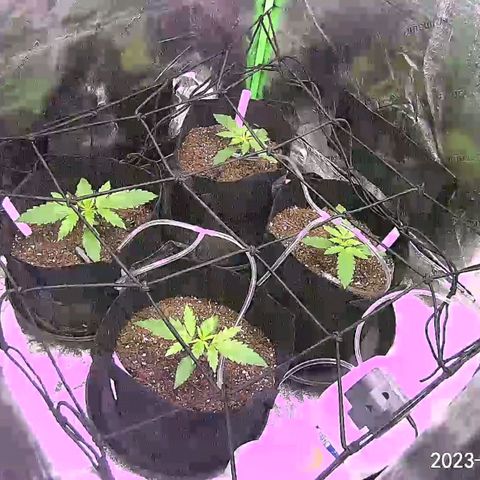 GDP1 growlog timeline photo