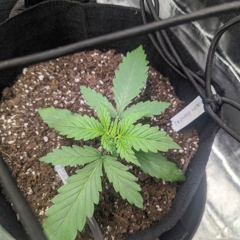 GDP1 growlog timeline photo