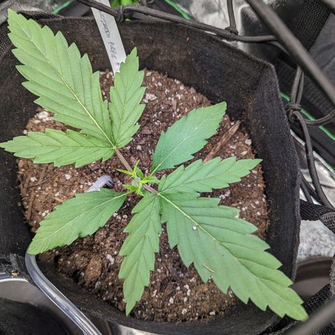 GDP4 growlog timeline photo