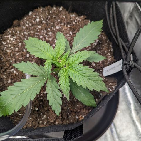 GDP1 growlog timeline photo