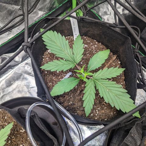 GDP4 growlog timeline photo