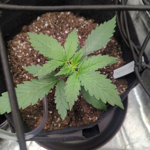 GDP1 growlog timeline photo
