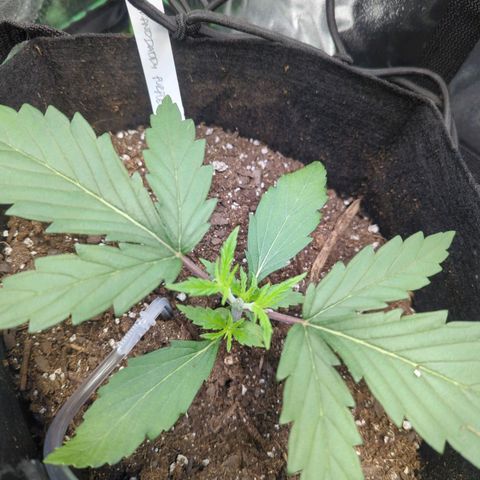 GDP4 growlog timeline photo