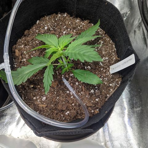 GDP1 growlog timeline photo