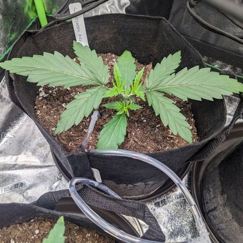 GDP4 growlog timeline photo