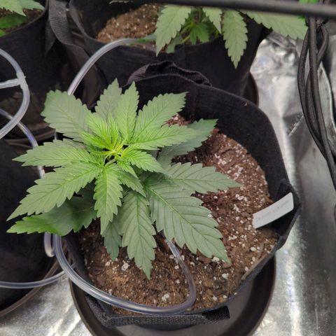 GDP1 growlog timeline photo
