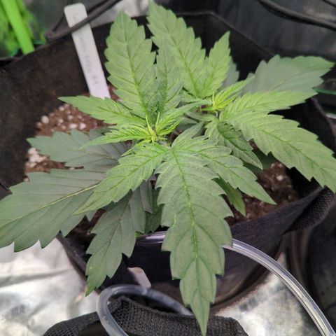 GDP4 growlog timeline photo