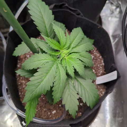 GDP1 growlog timeline photo