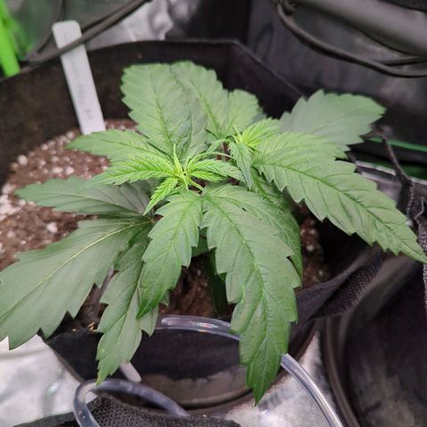 GDP4 growlog timeline photo