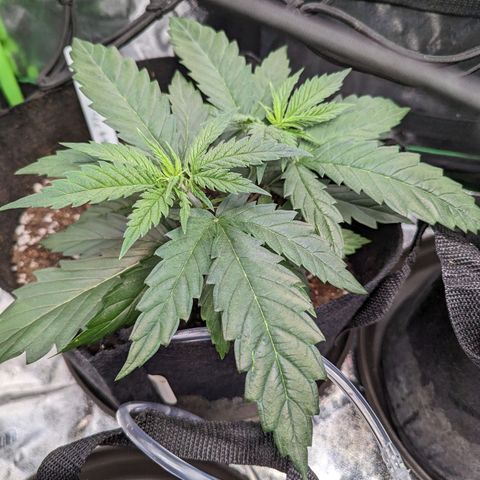 GDP4 growlog timeline photo