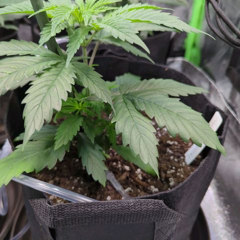 GDP1 growlog timeline photo