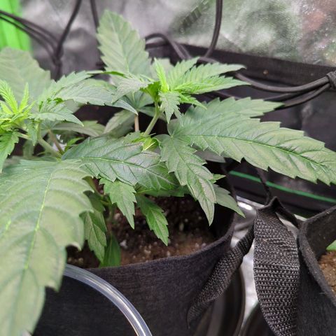 GDP4 growlog timeline photo