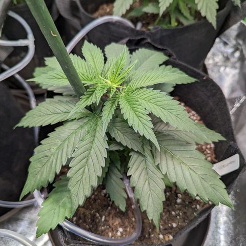 GDP1 growlog timeline photo