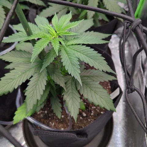 GDP1 growlog timeline photo