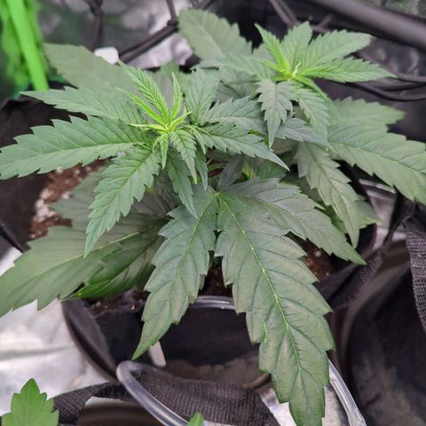 GDP4 growlog timeline photo