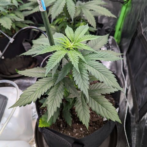 GDP1 growlog timeline photo
