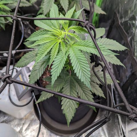 GDP1 growlog timeline photo