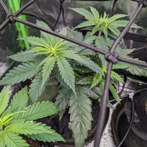 GDP4 growlog timeline photo
