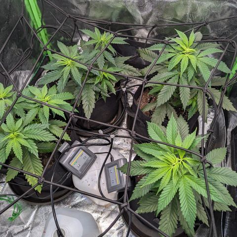 GDP1 growlog timeline photo