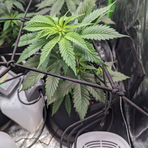 GDP1 growlog timeline photo