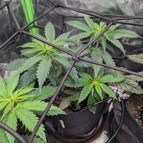 GDP4 growlog timeline photo