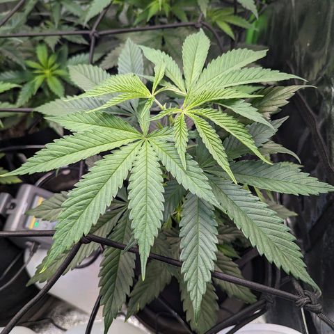 GDP1 growlog timeline photo