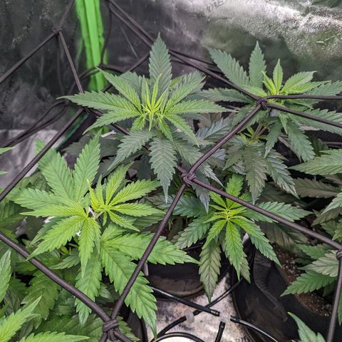 GDP4 growlog timeline photo