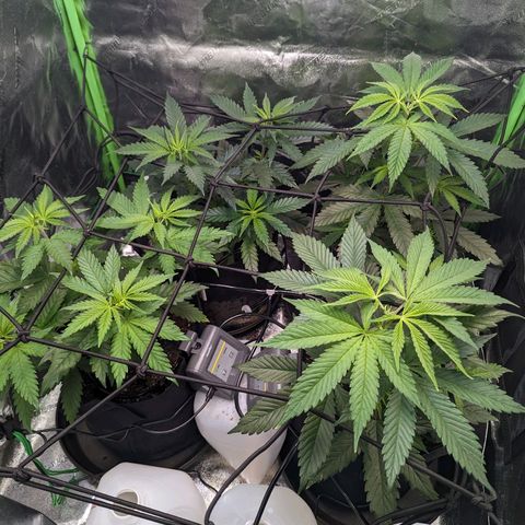 GDP1 growlog timeline photo