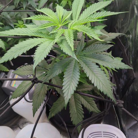 GDP1 growlog timeline photo