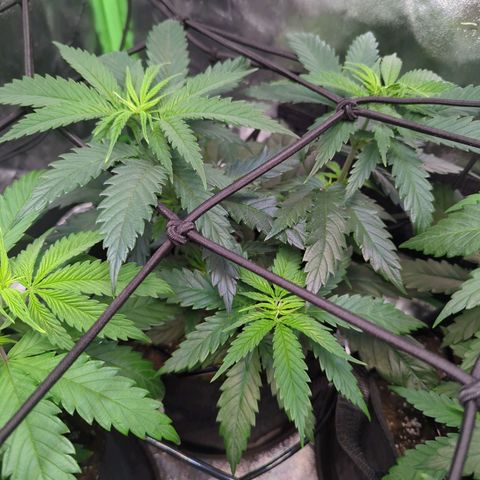 GDP4 growlog timeline photo