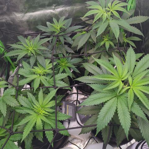 GDP1 growlog timeline photo