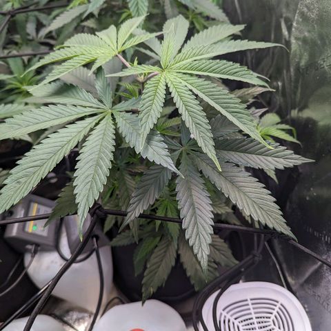 GDP1 growlog timeline photo