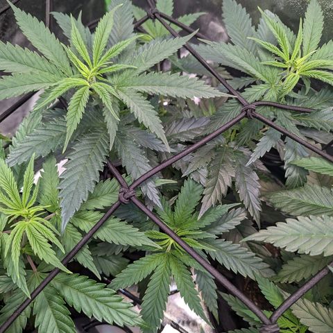 GDP4 growlog timeline photo