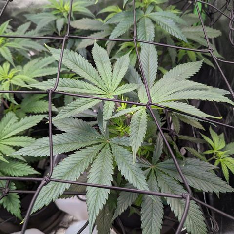 GDP1 growlog timeline photo