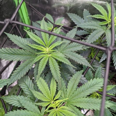 GDP4 growlog timeline photo