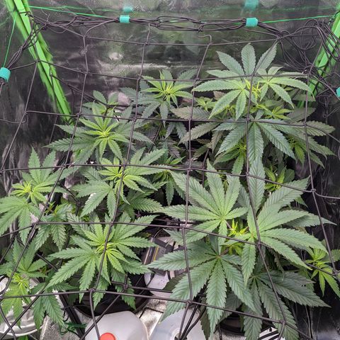 GDP1 growlog timeline photo