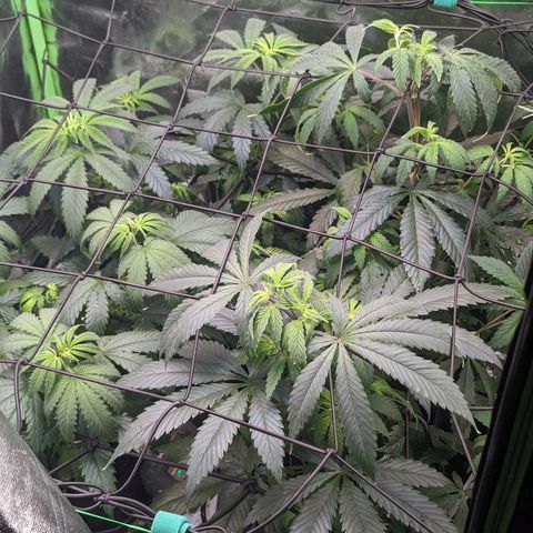 GDP1 growlog timeline photo