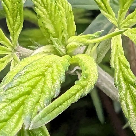 GDP1 growlog timeline photo