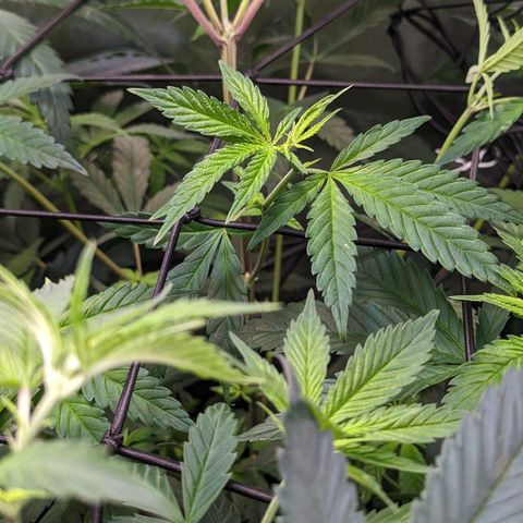 GDP1 growlog timeline photo