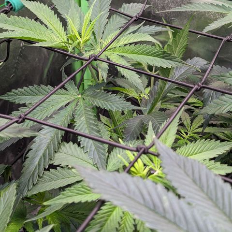 GDP1 growlog timeline photo