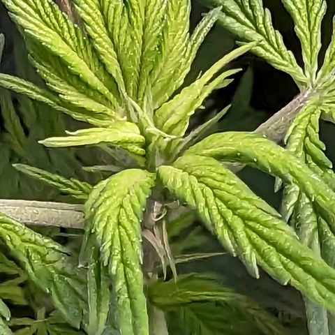 GDP1 growlog timeline photo