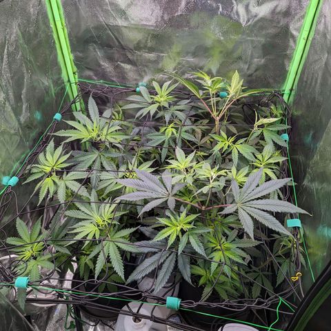 GDP1 growlog timeline photo