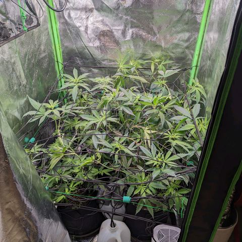GDP1 growlog timeline photo