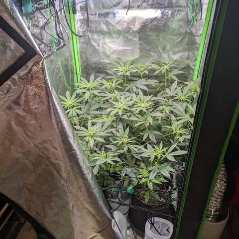 GDP1 growlog timeline photo