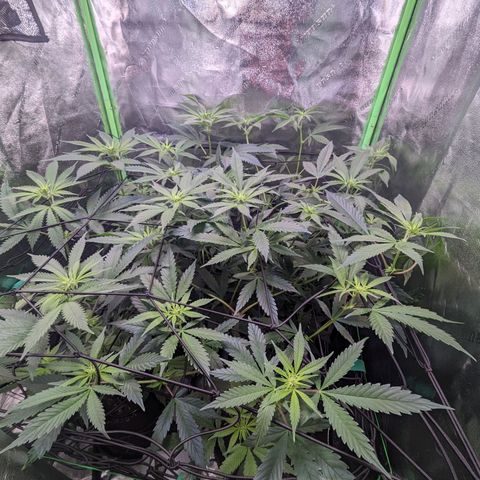 GDP1 growlog timeline photo